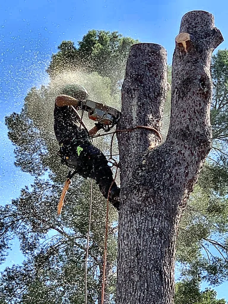 Árbol con ramas seccionadas tras un trabajo en altura