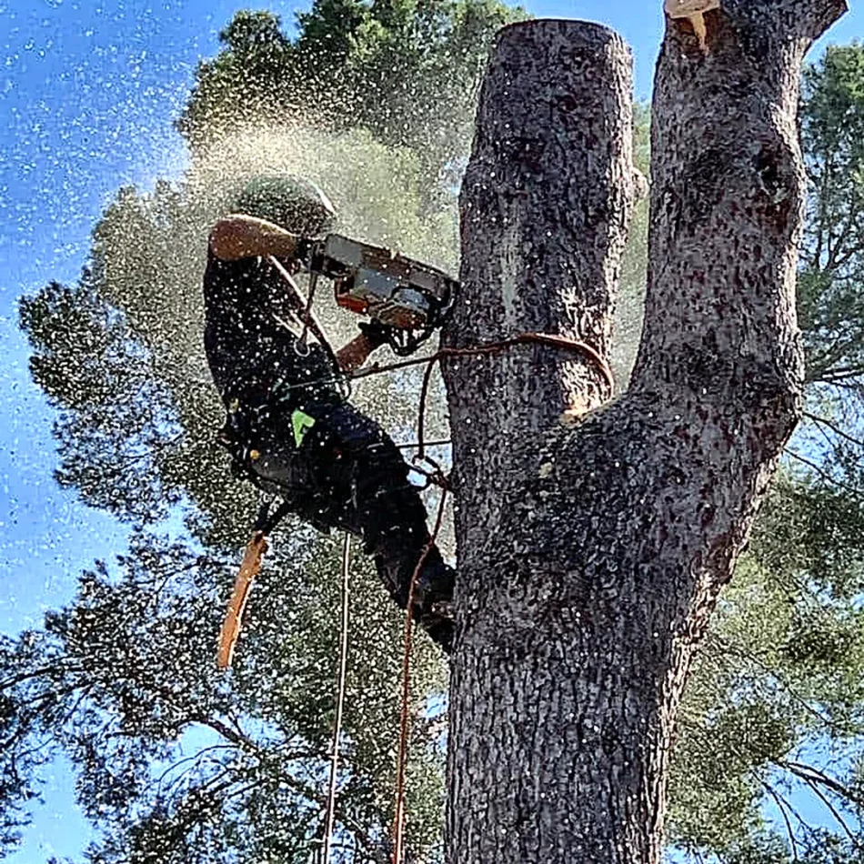 Poda de árboles en Les Marines (Dénia)