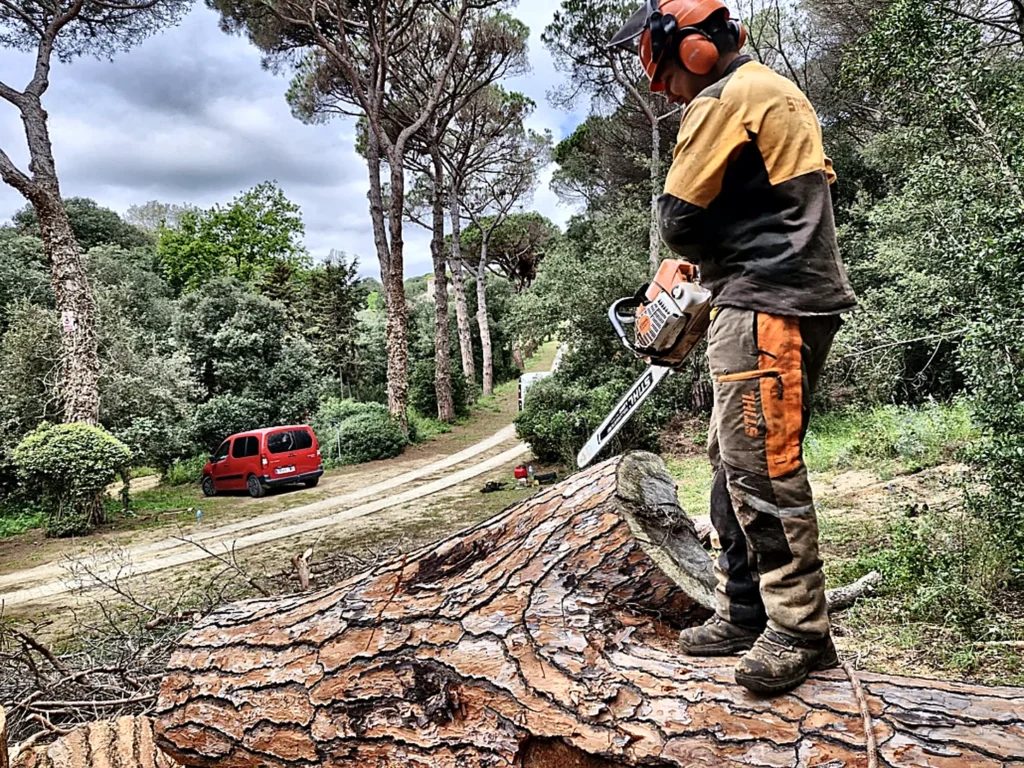 Corte de madera y troncos sobre el suelo