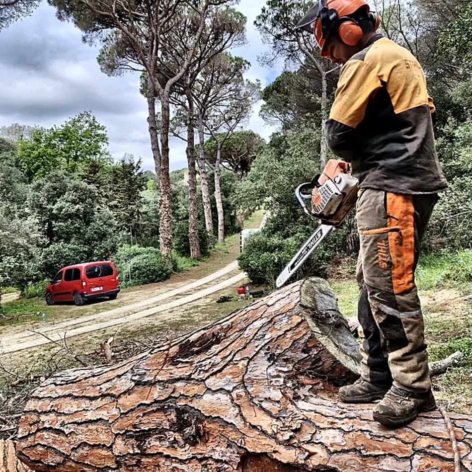 Poda de pinos en Pedreguer