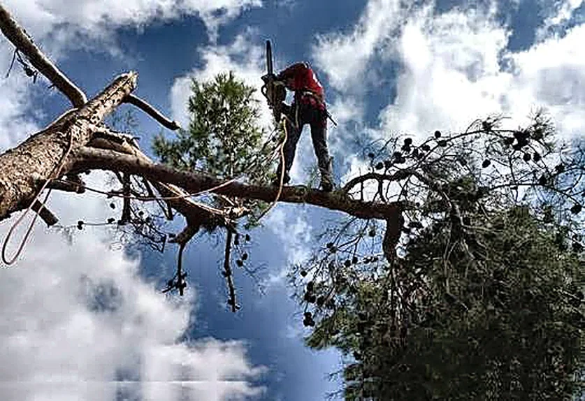 Operario en altura retirando ramas de árbol
