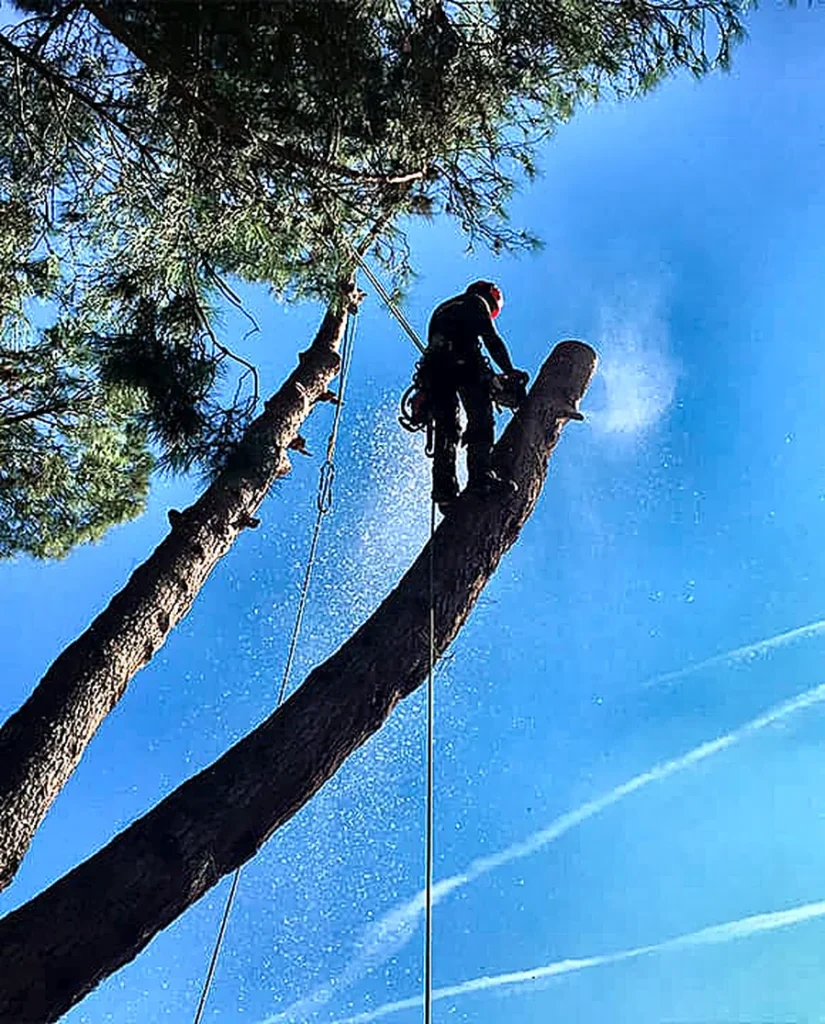 Operario seccionando una rama elevada con arnés