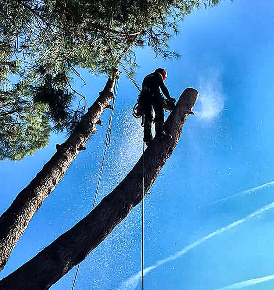 Poda de pinos en Dénia