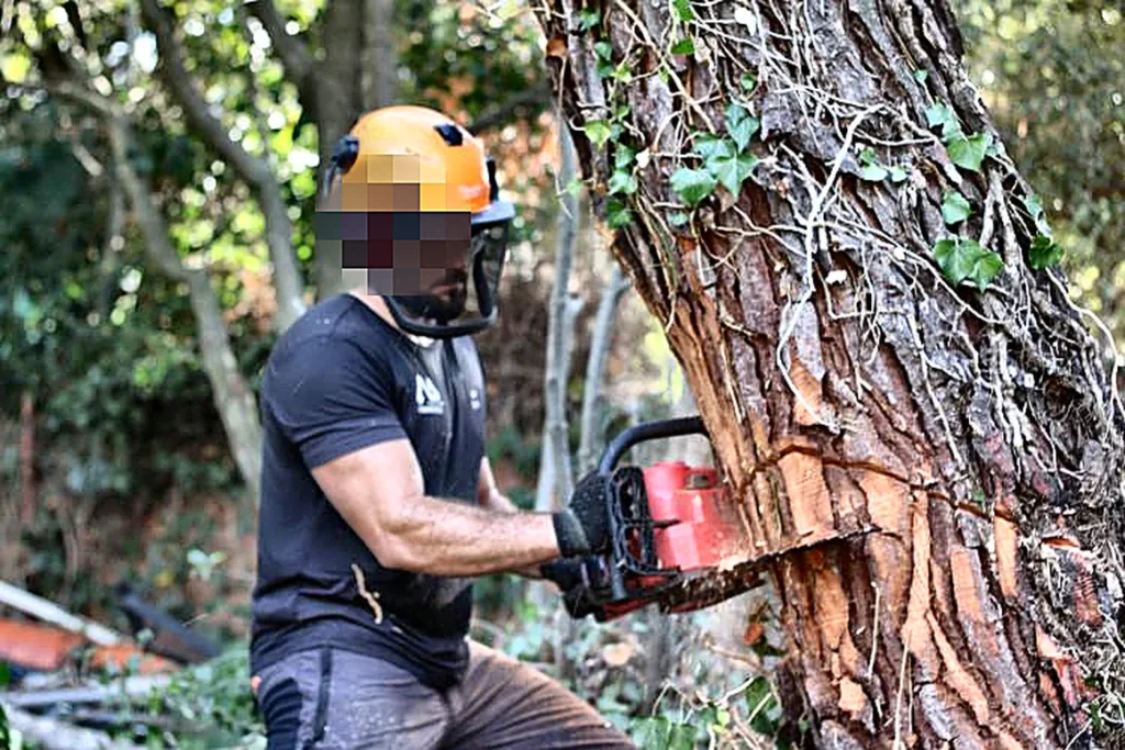 Operario cortando ramas de un árbol con motosierra