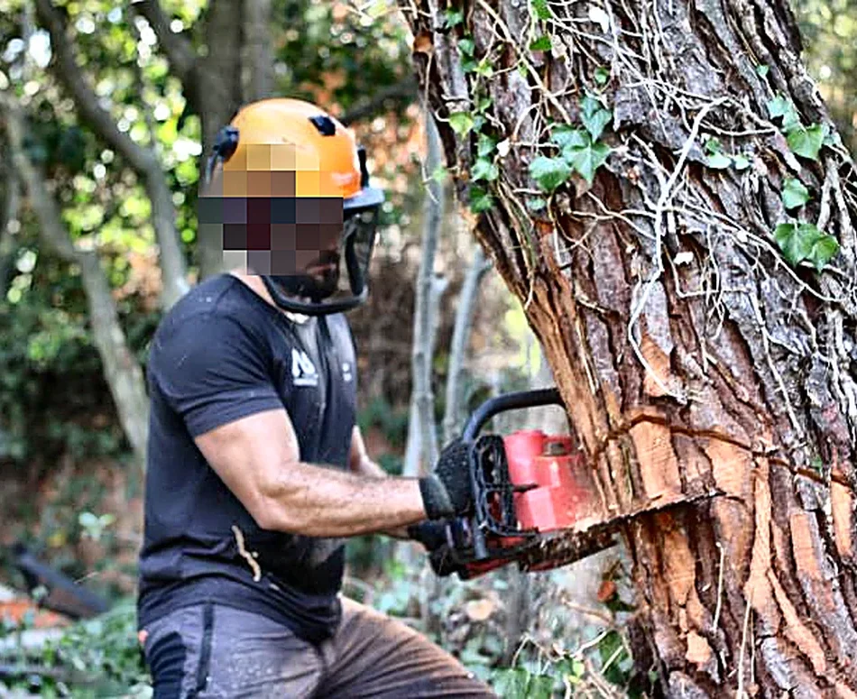Poda de árboles en Jávea