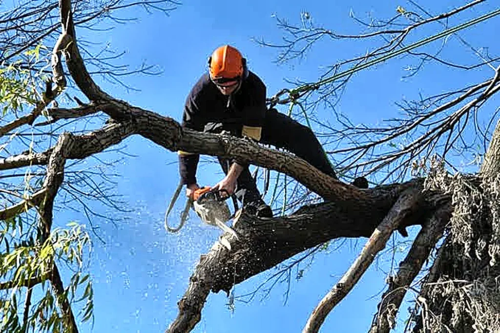 Trabajos de poda en la copa de un árbol grande