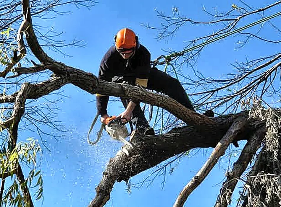Poda en altura en Jávea