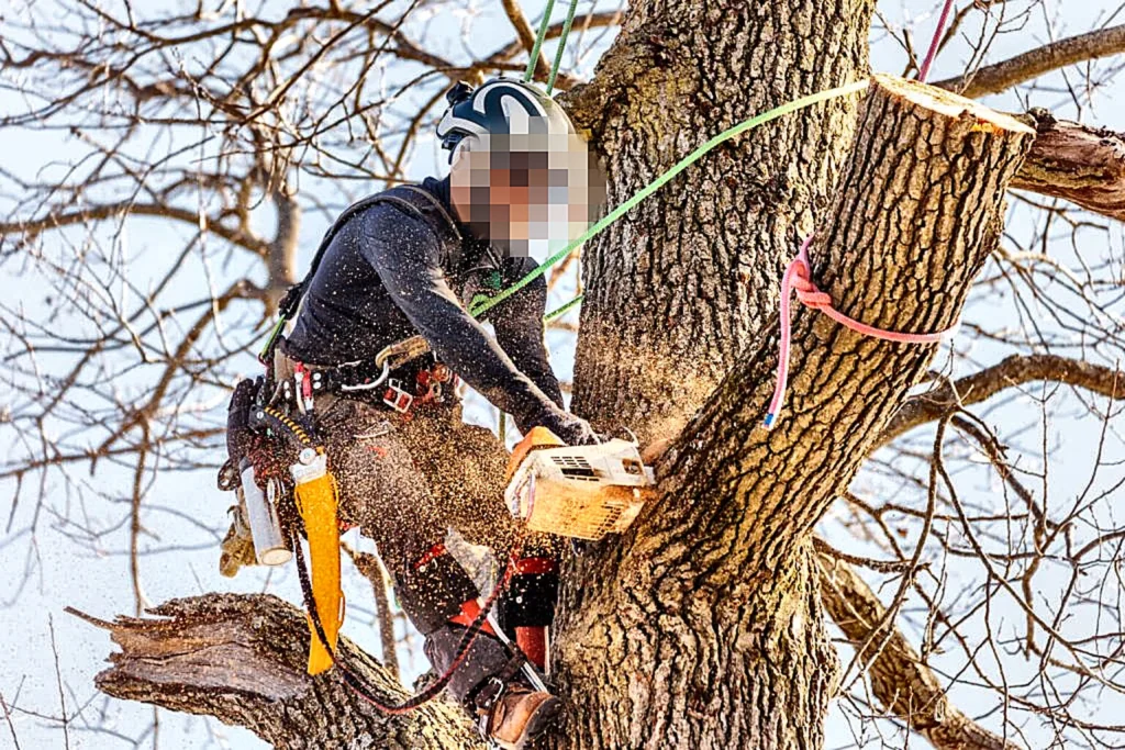 Podador con equipo de altura seccionando una rama gruesa