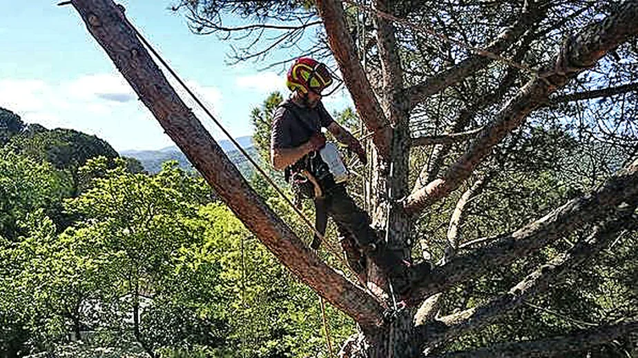 Poda de árboles en La Solana (Pedreguer)