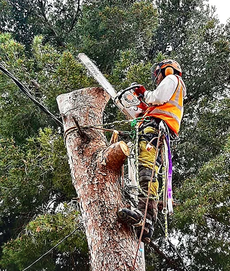Poda de árboles en Montgó (Jávea)
