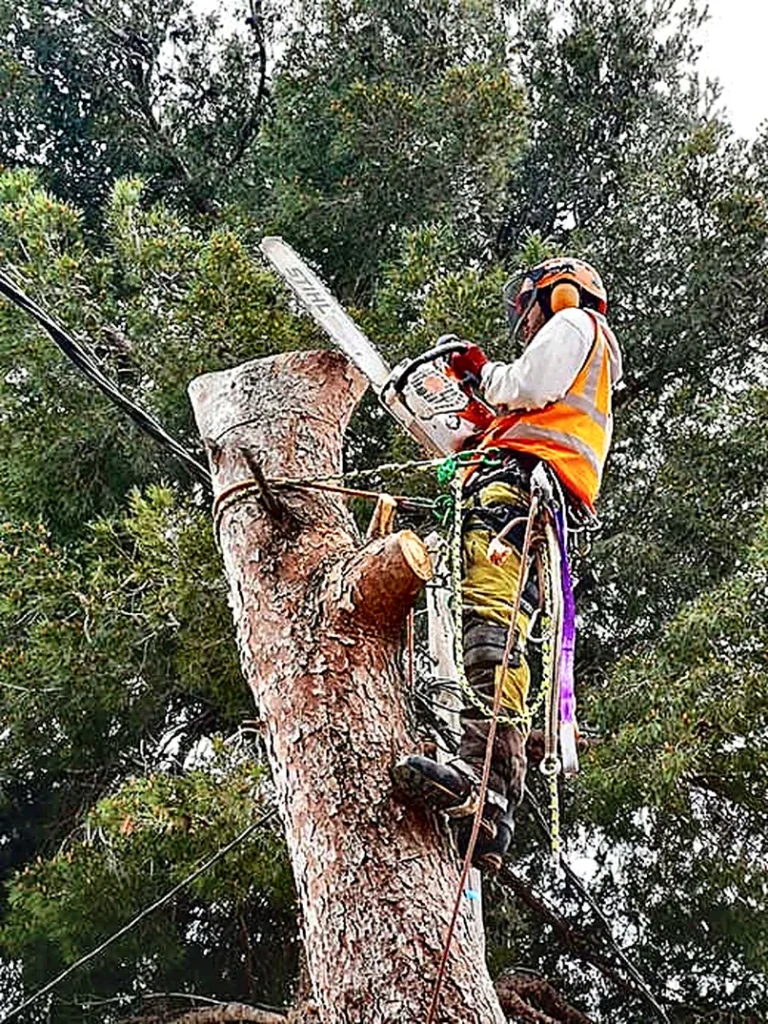 Operario trabajando en un tronco alto con arnés de seguridad