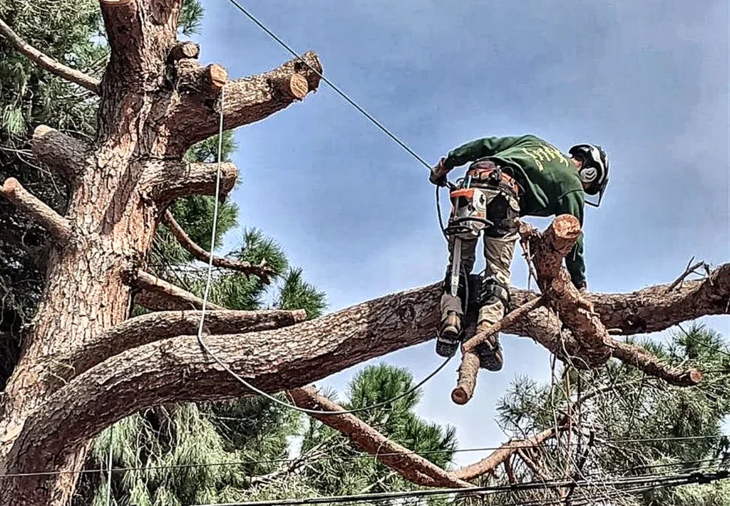 Operario trabajando sobre las ramas de un árbol