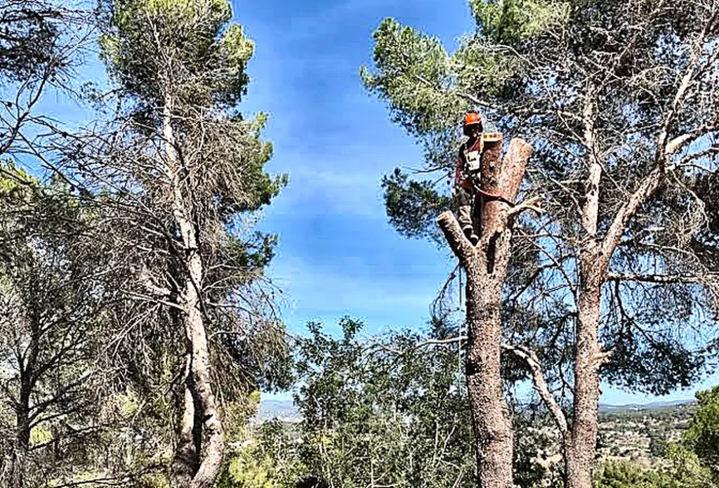 Profesional podando un pino desde su tronco