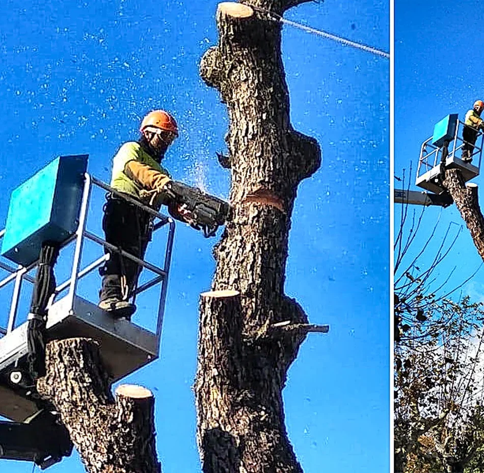 Poda en altura en Dénia