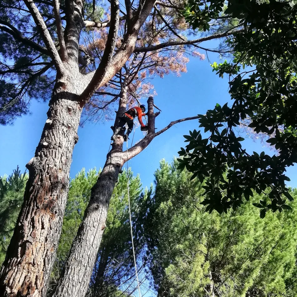 Poda de árboles en Pedreguer